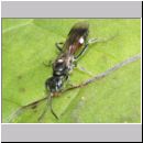 Alysson spinosus - Grabwespe w05 8mm.jpg